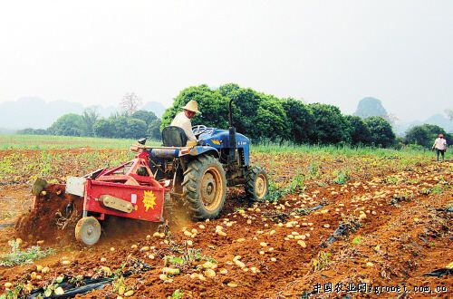 早丰红薯种植技术