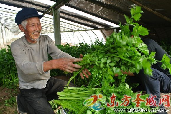 野生茶树菇多少钱一斤