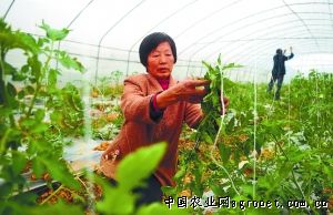 坤禾青梗菜施肥技术