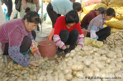 杭椒市场价多少钱一斤