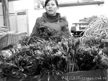 天津沙窝萝卜种子