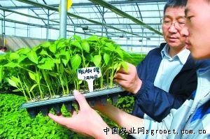 芹菜的种植技术