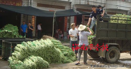 庆阳黄花菜多少钱一斤