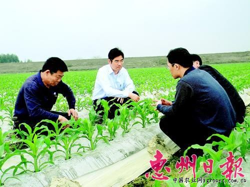 玉米虫的养殖方法