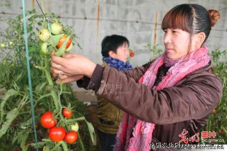 中国番茄产地
