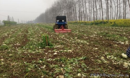 豌豆施肥除草技术试验研究