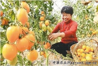 金土西红柿批发价格