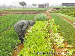 莒县大姜种植技术