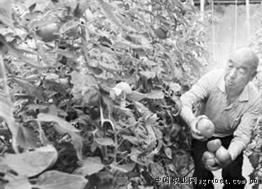中叶铁杆青香菜种植方法