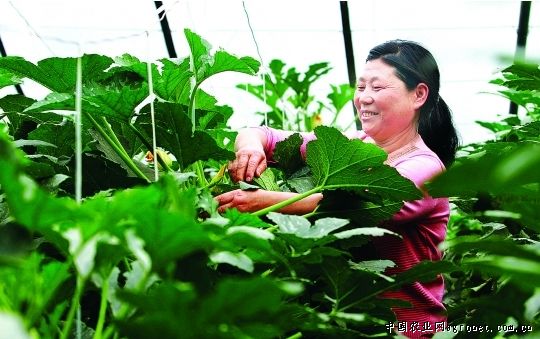 汉中韭王种植技术