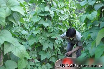 华珍玉米育种技术