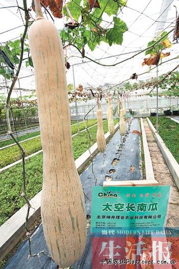 江西竹荪种植基地