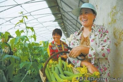 菊花菜种子多少钱一斤