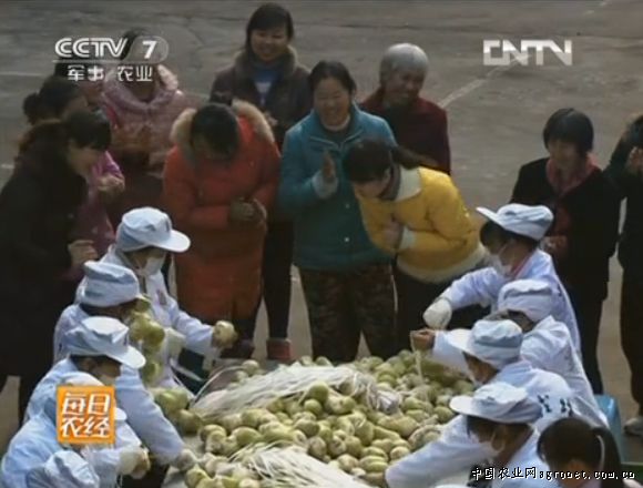 秦岭香菇市场价格
