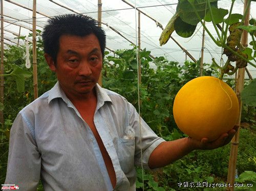 金妃甜瓜种子多少钱一斤