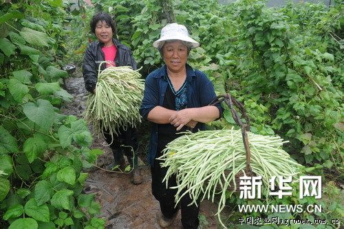 韩国绿萝卜种植技术