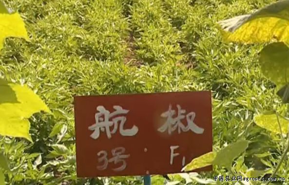 苏州黄慈菇种子公司