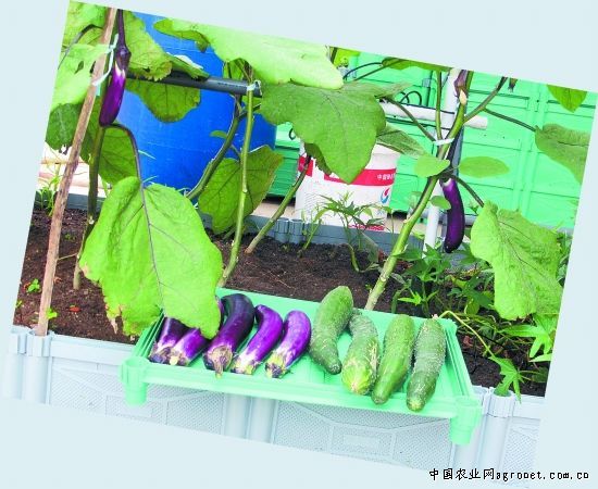 芹菜种植技术