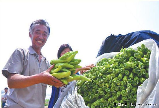 枣庄9万亩标准化蔬菜生产基地升级