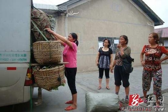 中国紫薯产地