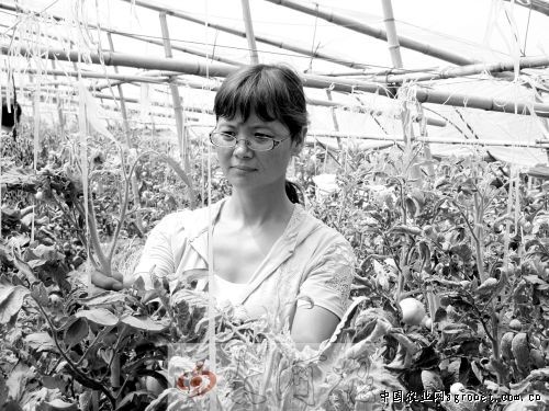 泰国扁豆植物图片