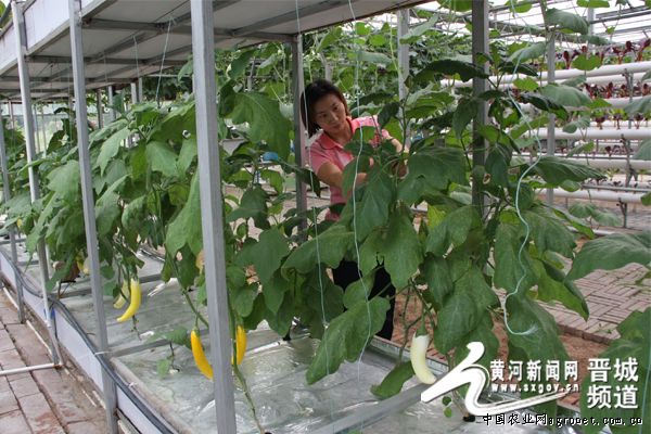 菊锦春白菜种植技术