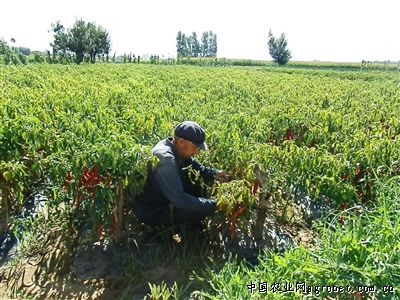 古瑶红红薯种植基地