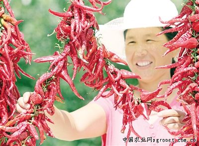 南京红萝卜施肥技术