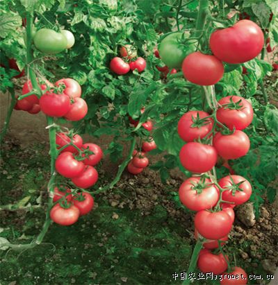 欧冠301f1番茄种子