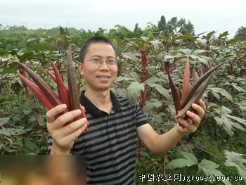 红水萝卜种植技术