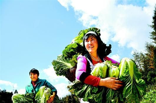 蕨菜价格多少钱一斤