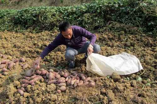越南紫薯产地