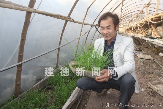 小米椒种植亩产多少斤