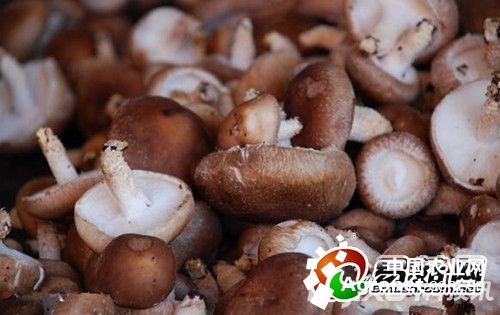 茶树菇市场价格