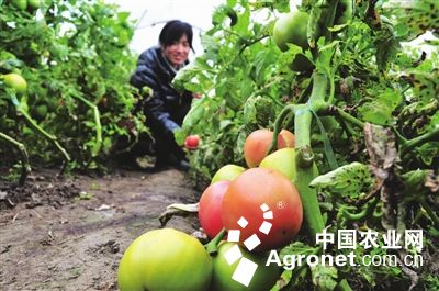 日本红肴红薯种植基地