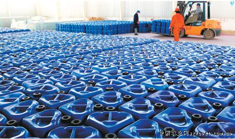 中国香菇产业网