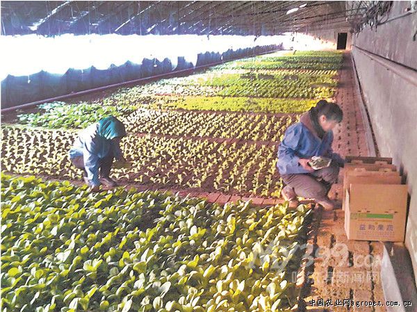 日本南瓜种植技术视频