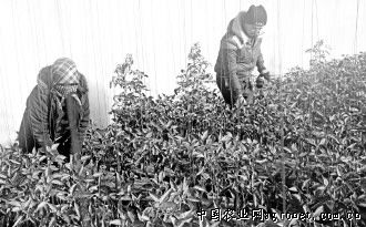 茶树菇农药
