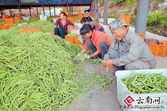 韩国绿包菜批发市场