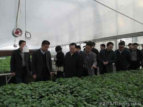 双惠208玉米批发市场
