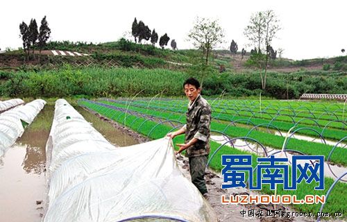 白珍珠四季豆专家咨询