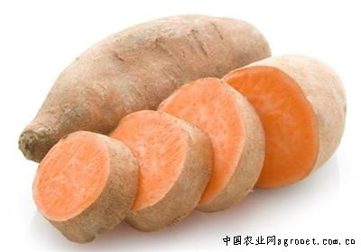 黄苏8红薯贮藏保鲜技术