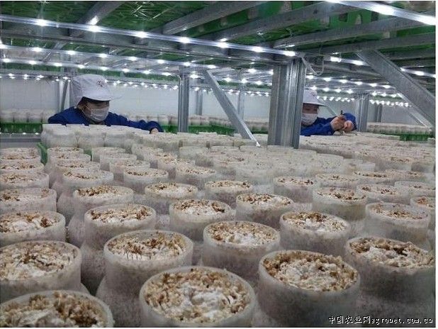 河南香菇种植技术