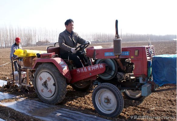 潍县萝卜种植技术