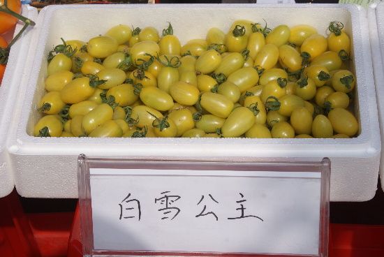 白姜姜种