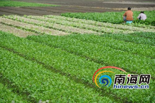 惠比寿南瓜种植技术