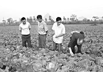 天红辣椒种子生产基地