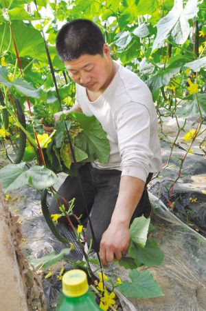 北京香菜种植技术