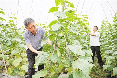 日本红星胡萝卜育种技术