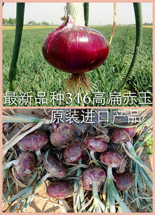 会泽洋芋种植技术